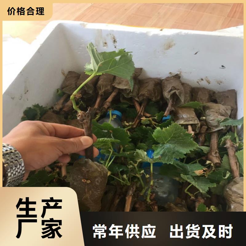 晚熟葡萄树苗施工