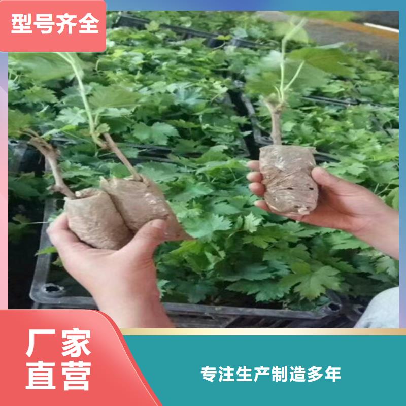 晚熟葡萄树苗施工