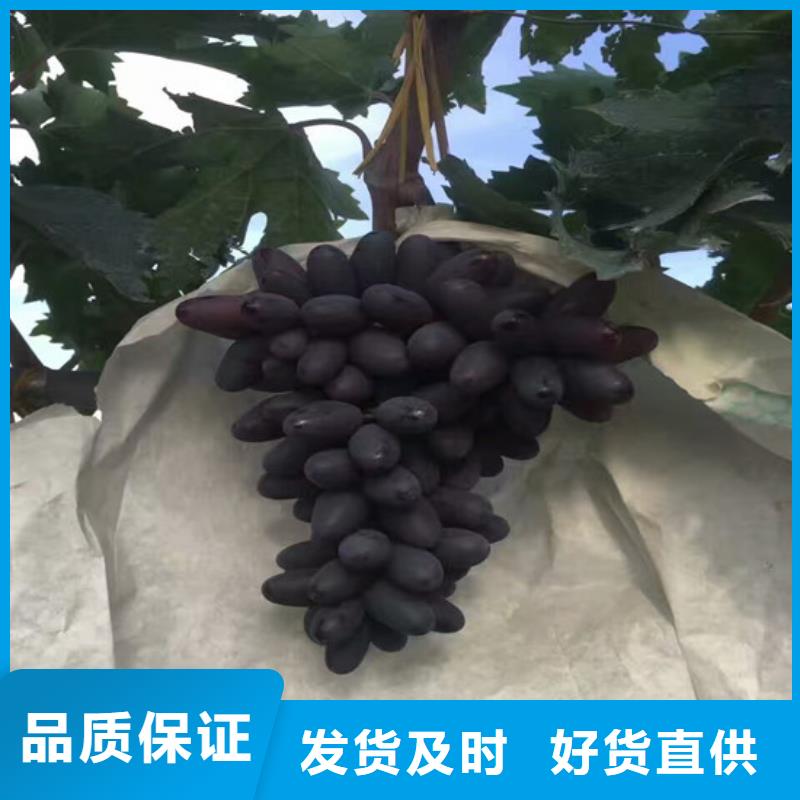 果树苗-视频-果树苗(广祥)覆盖地域安徽省池州市贵池|石台|安庆|芜湖|合肥|巢湖|铜陵