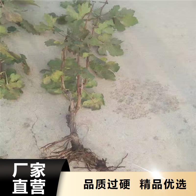 玫瑰香葡萄苗免费拿样