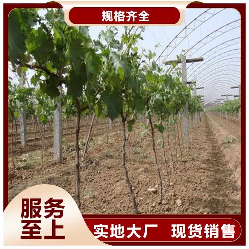 葡萄树培育