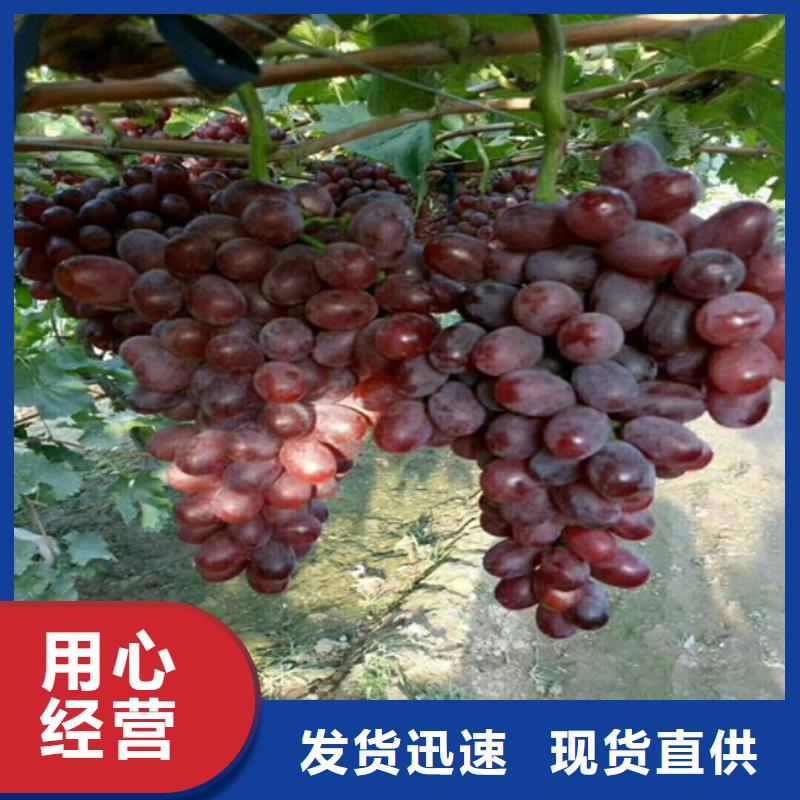 霸州占地葡萄树种苗