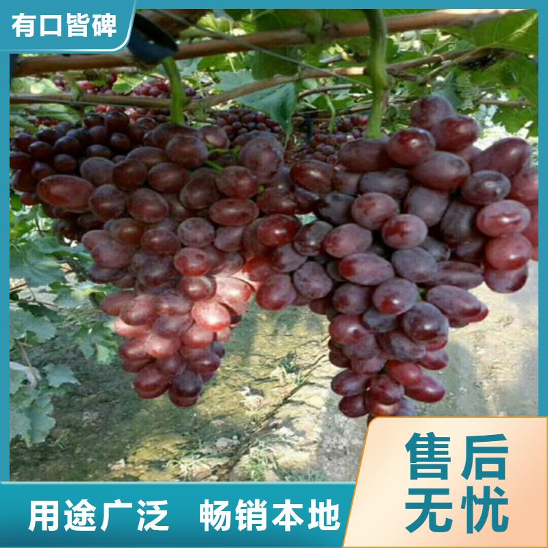 维吾尔自治区出售甜蜜蓝宝石葡萄苗
