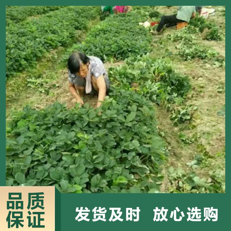 章姬草莓苗厂家优惠促销