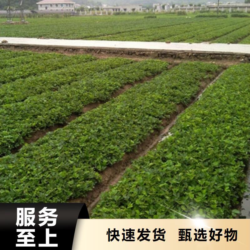 基地批发甜宝草莓苗，甜宝草莓苗种植条件