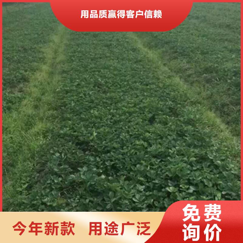 草莓苗草莓苗价格多种规格供您选择