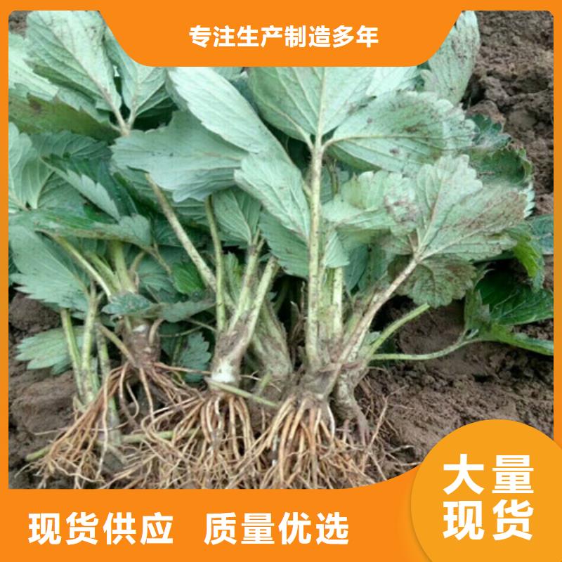 【 草莓苗,大棚草莓苗一周内发货】-可发货到钟山|八步|桂林|柳州|防城港|钦州