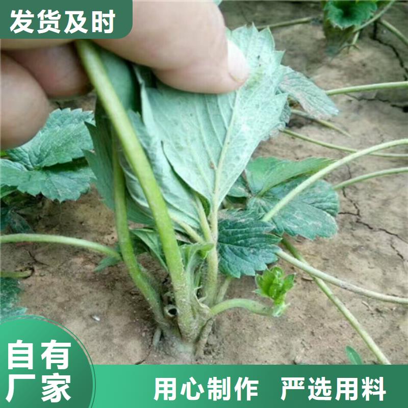 哪里卖妙香草莓苗，妙香草莓苗培育基地