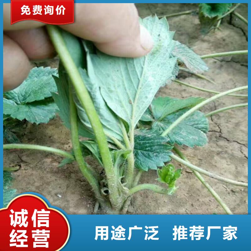 大棚草莓苗批发