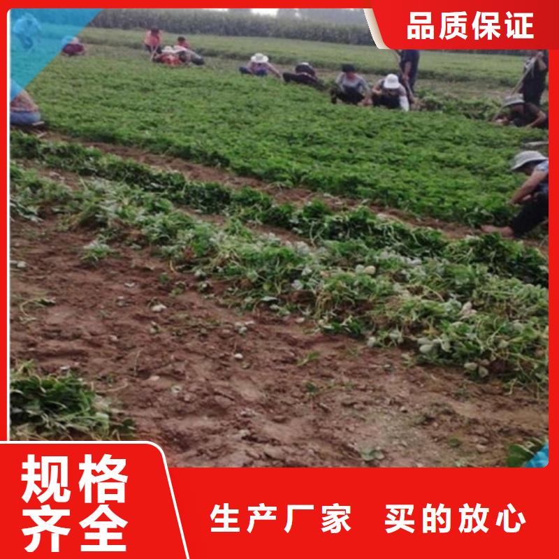 草莓苗_油蟠桃树苗货品齐全
