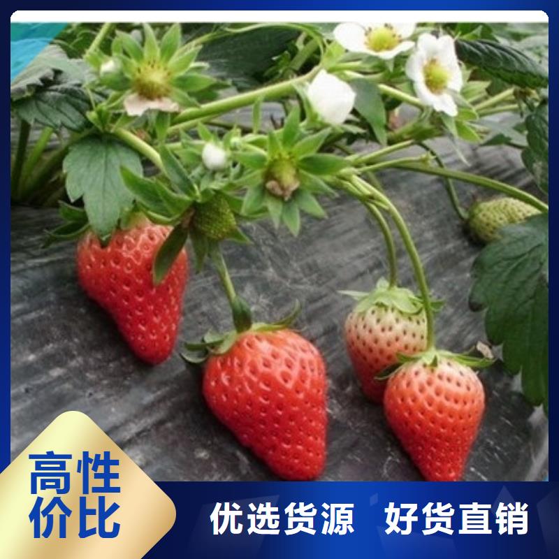 哪里卖甜查理草莓苗，甜查理草莓苗适应土地