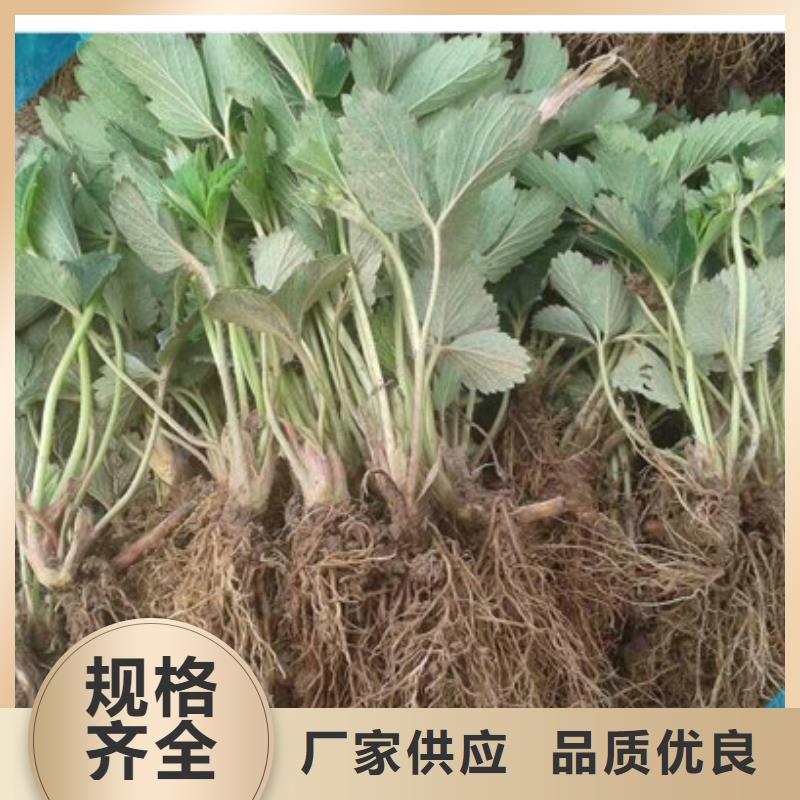 红颊草莓苗