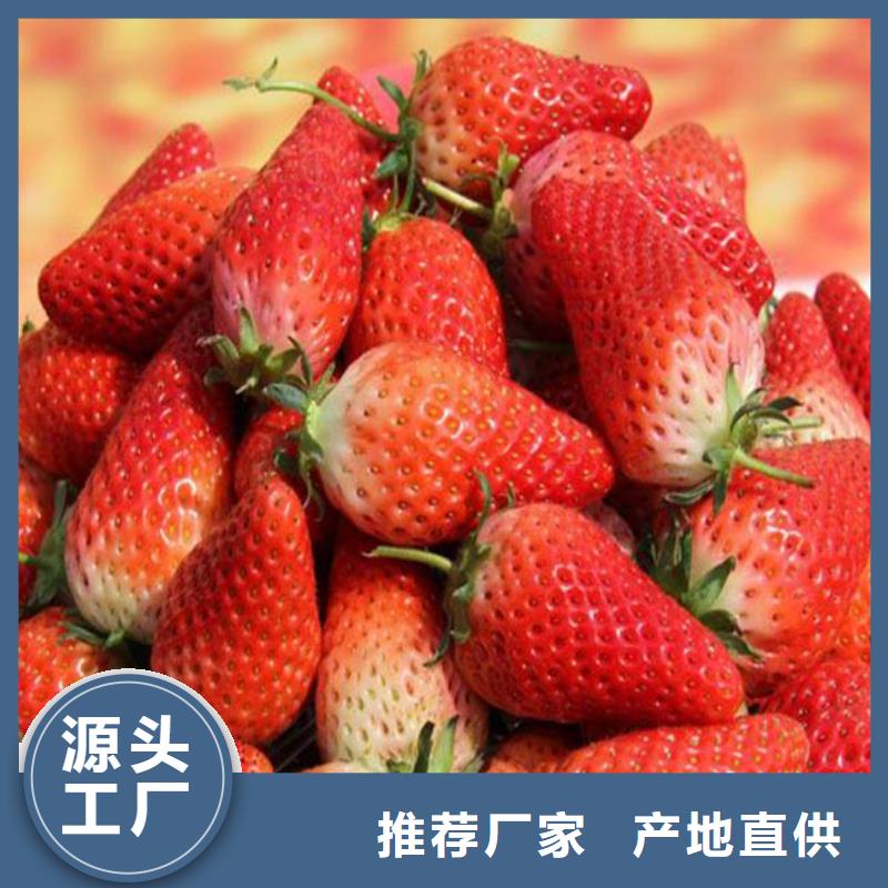草莓苗桃树苗基地市场报价