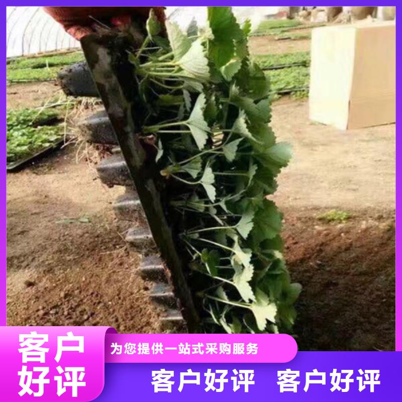 甜查理草莓苗培育