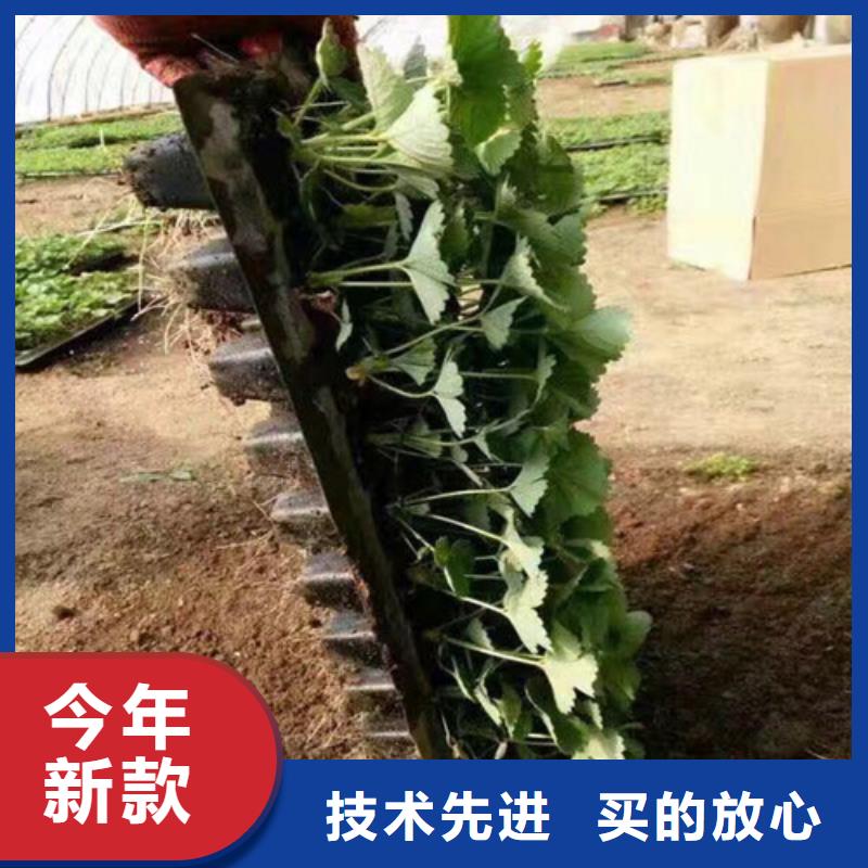 那坡草莓苗优惠多