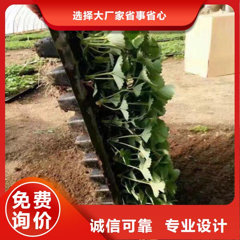 哪里卖甜查理草莓苗，甜查理草莓苗适应土地