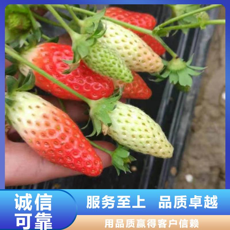 山陽大棚草莓苗訂制