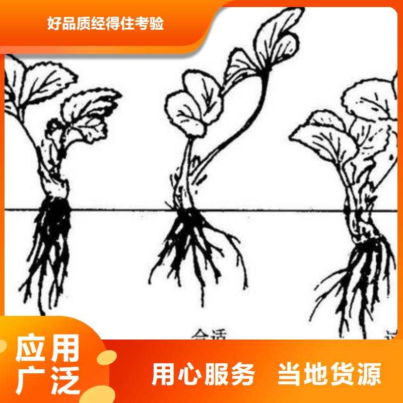 白草莓苗、白草莓苗生产厂家-型号齐全