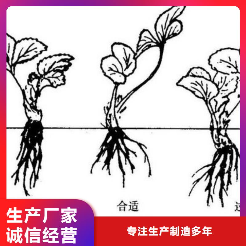 供应桃熏草莓苗_诚信厂家