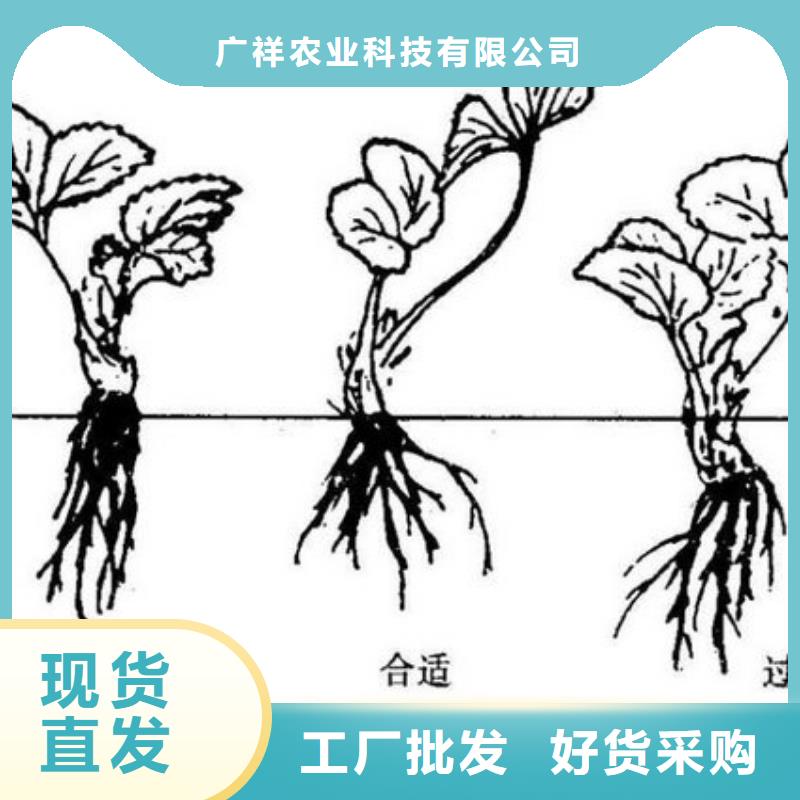 四季草莓苗、四季草莓苗生产厂家-找广祥农业科技有限公司