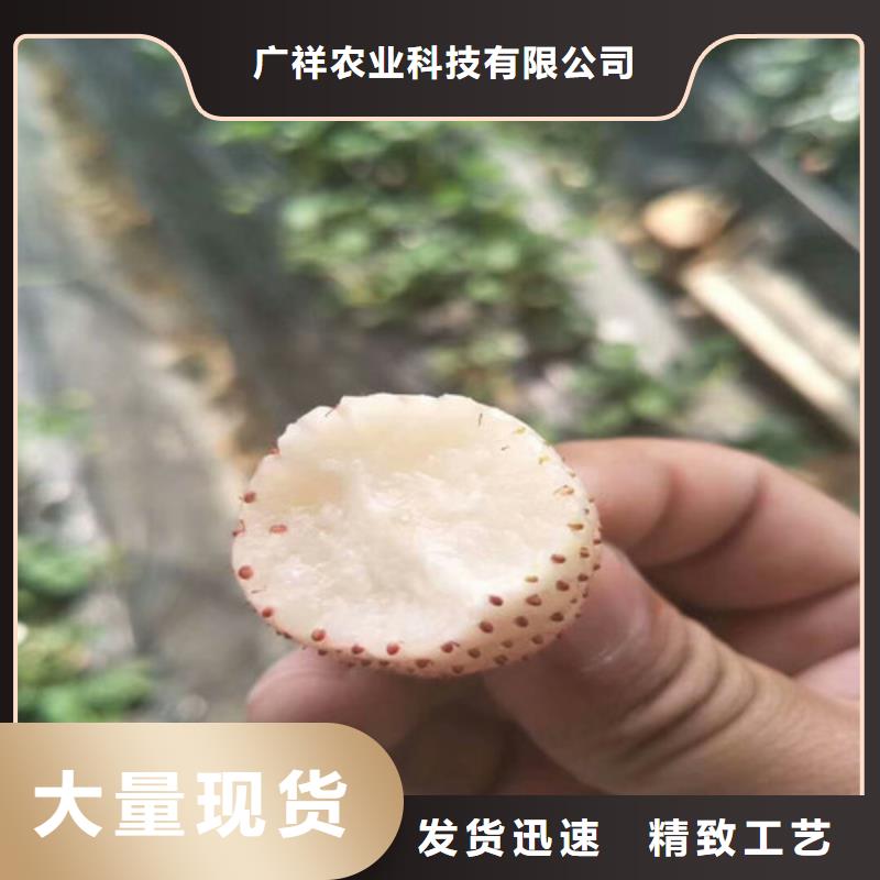 安吉出售大棚草莓苗，大棚草莓苗种植地区