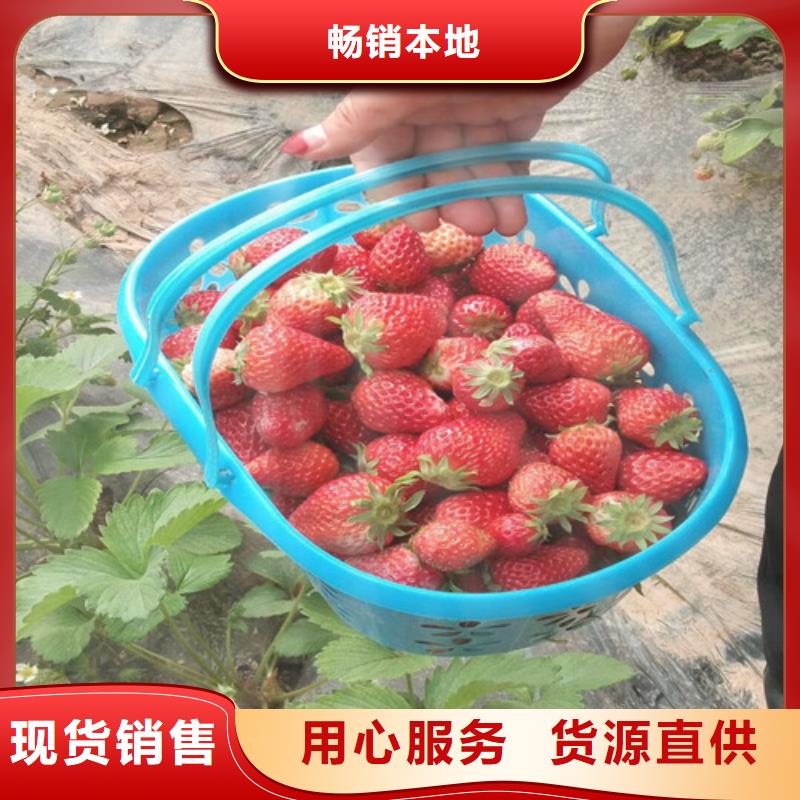 草莓苗,大红袍花椒苗专业生产N年