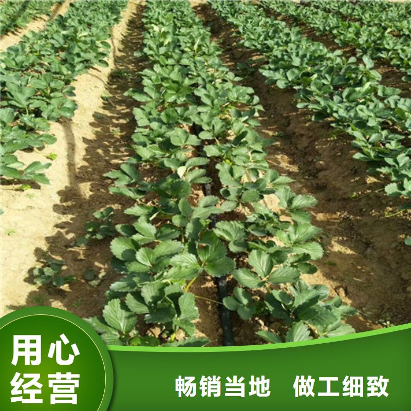 奶油草莓苗發(fā)貨快品質(zhì)高