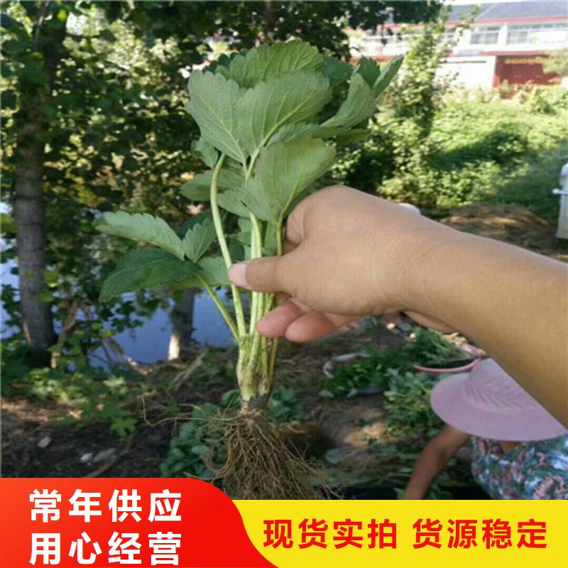 红99草莓苗价格