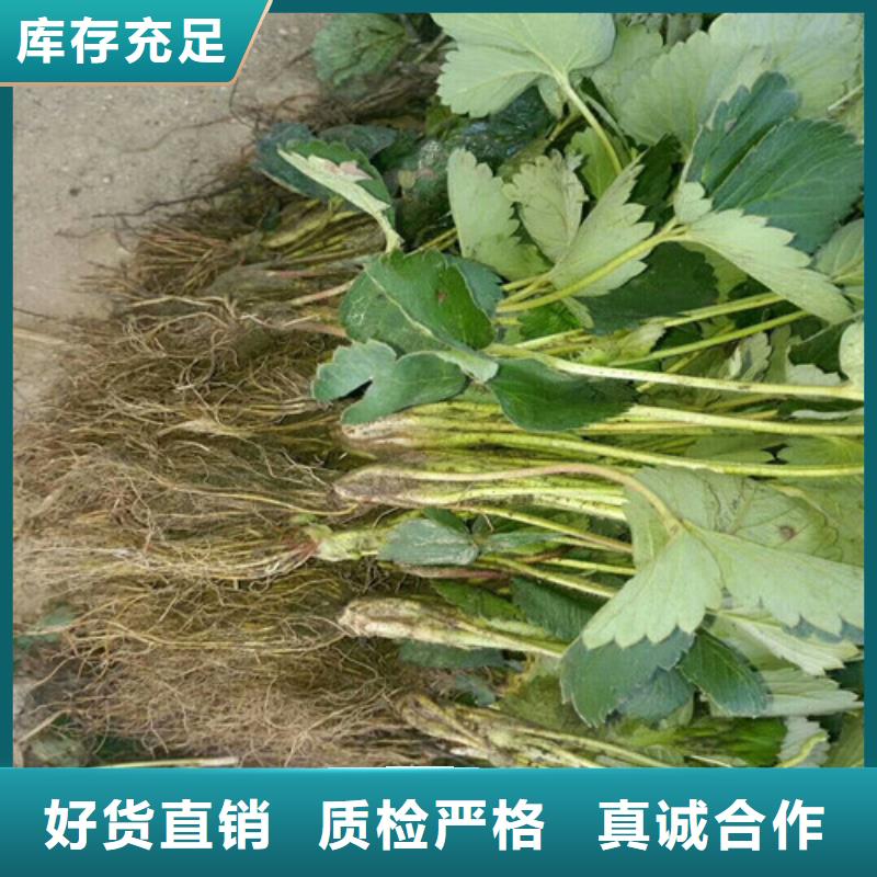 缙云我想买红颜草莓苗，红颜草莓苗耐储存品种