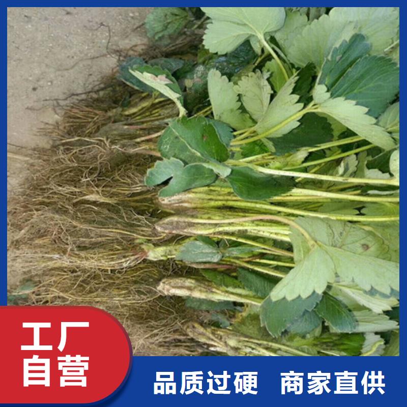 【草莓苗葡萄苗好品质经得住考验】