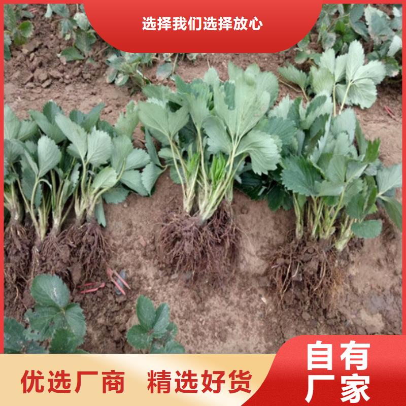 草莓苗红油香椿树苗诚信经营