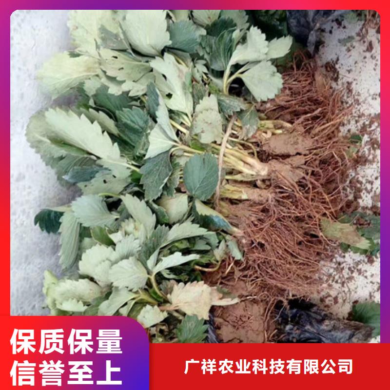 周宁香野草莓苗种植品种选择