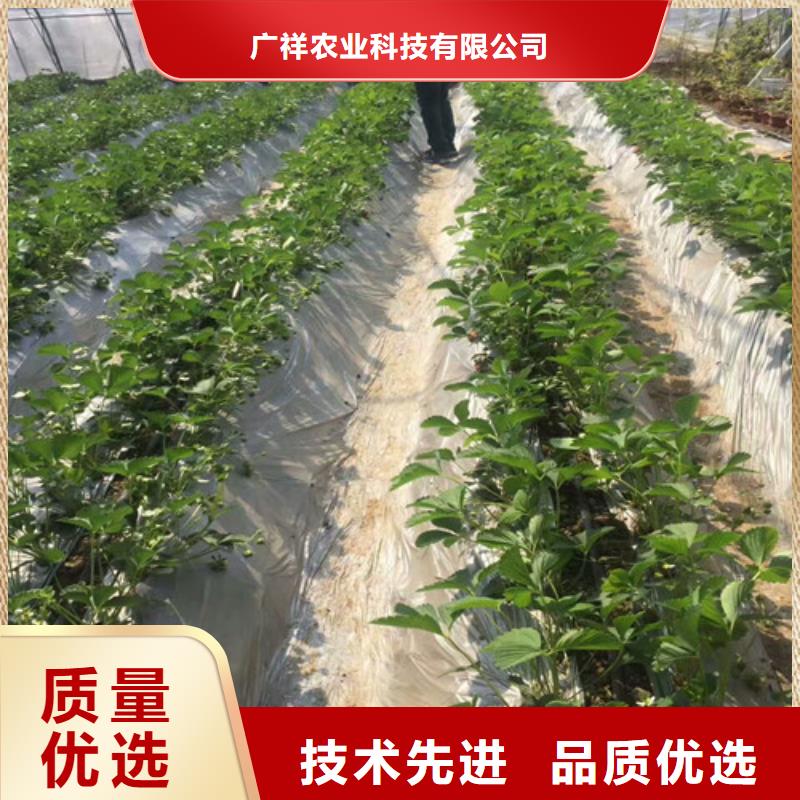 草莓苗 桃树苗厂家直销规格多样
