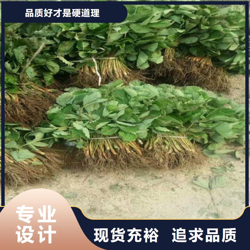 西林哪里有宁玉草莓苗，宁玉草莓苗种植地区