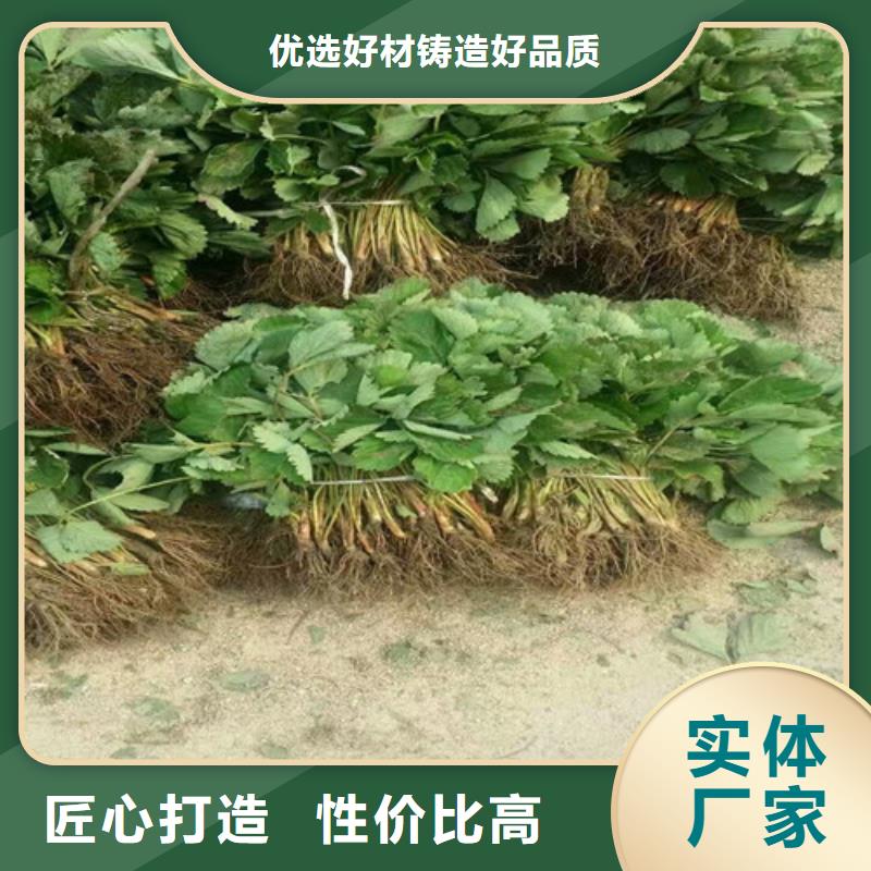 上街香蕉品种草莓苗种植品种选择