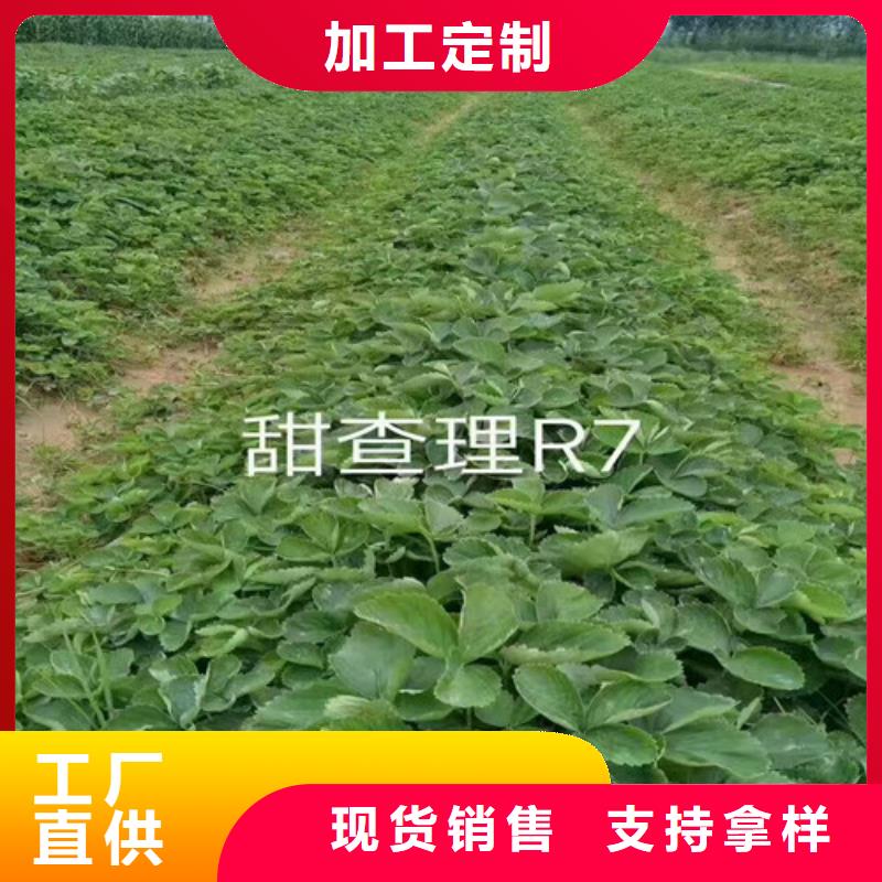 【草莓苗葡萄苗好品质经得住考验】