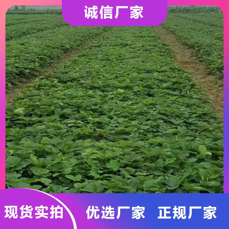 白草莓苗批发价格