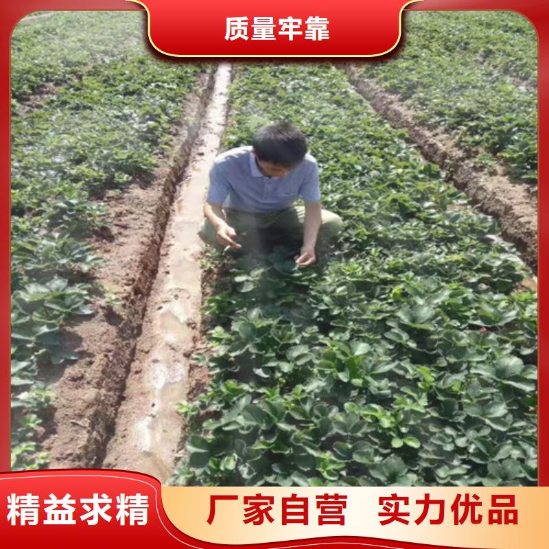 哪里出售奶油草莓苗，奶油草莓苗高产丰收