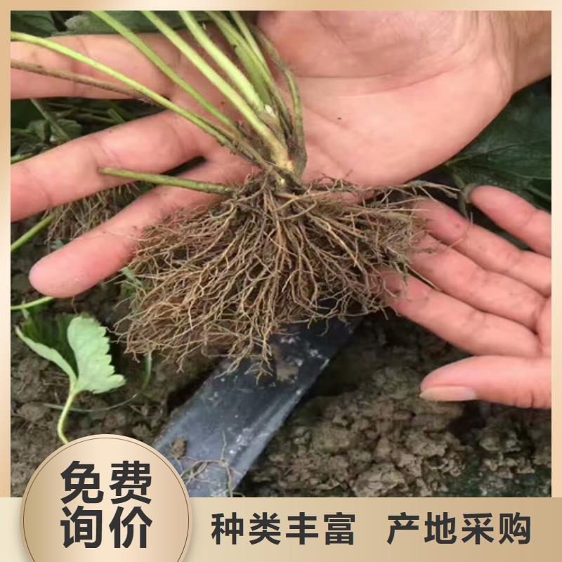 【草莓苗_梨树苗基地价格实惠】