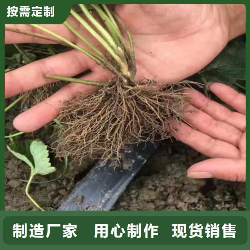 定做草莓种苗的当地厂家