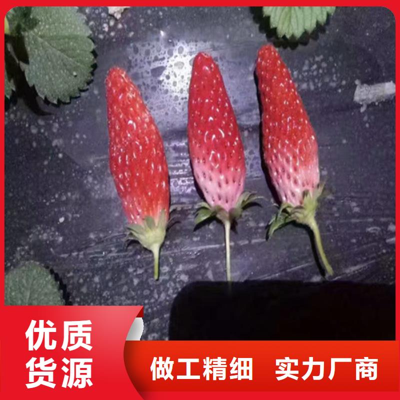 【草莓苗无籽葡萄树苗真正的源头厂家】