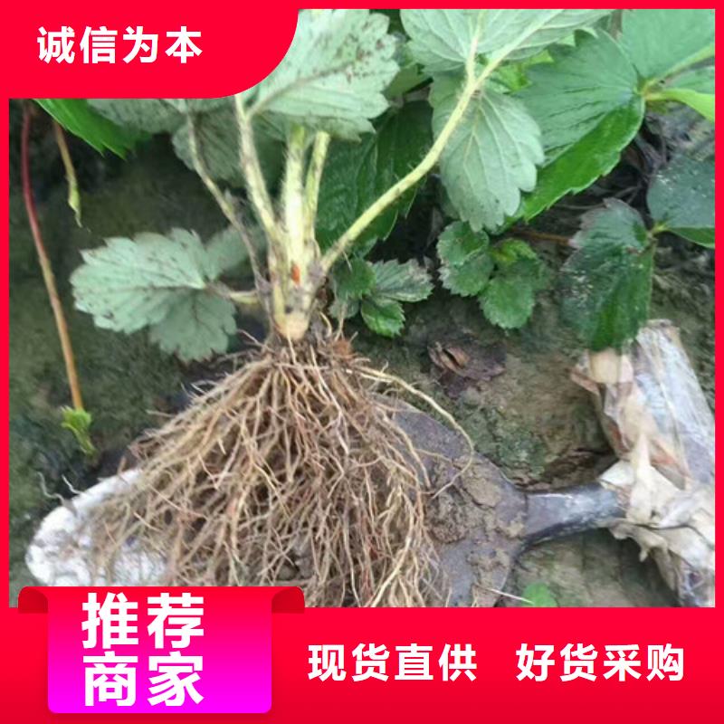 草莓苗【蓝宝石葡萄树苗】当地厂家值得信赖