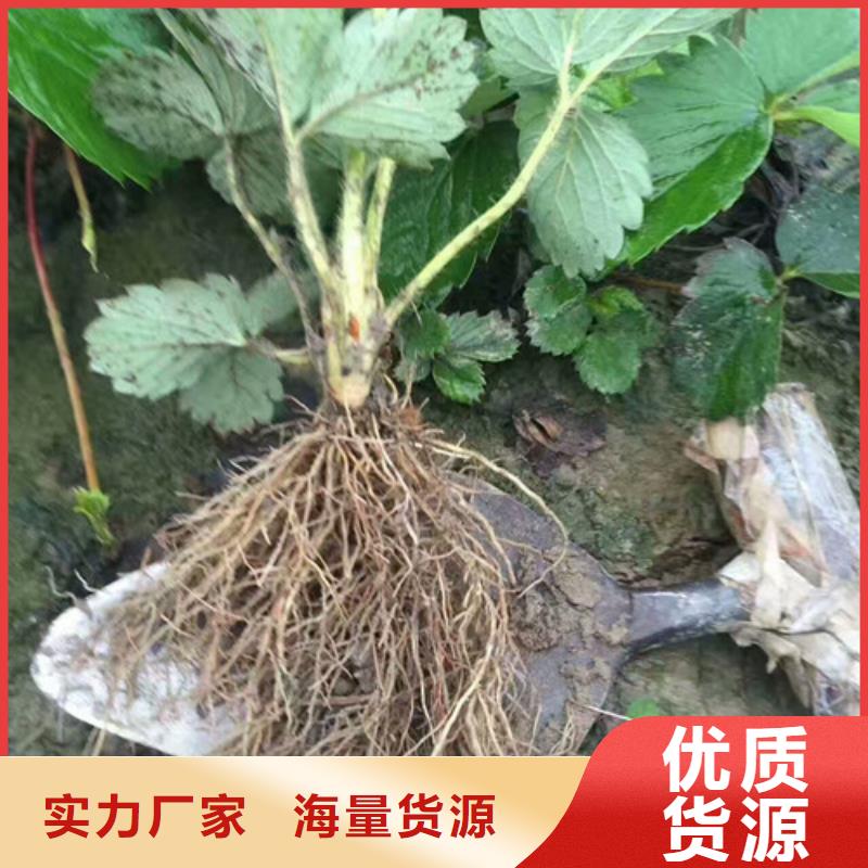 哪里有奶油草莓苗，奶油草莓苗2024年报价