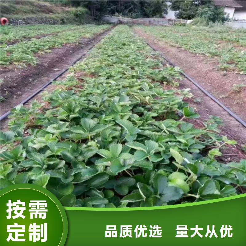 草莓苗_红肉西梅的图文介绍