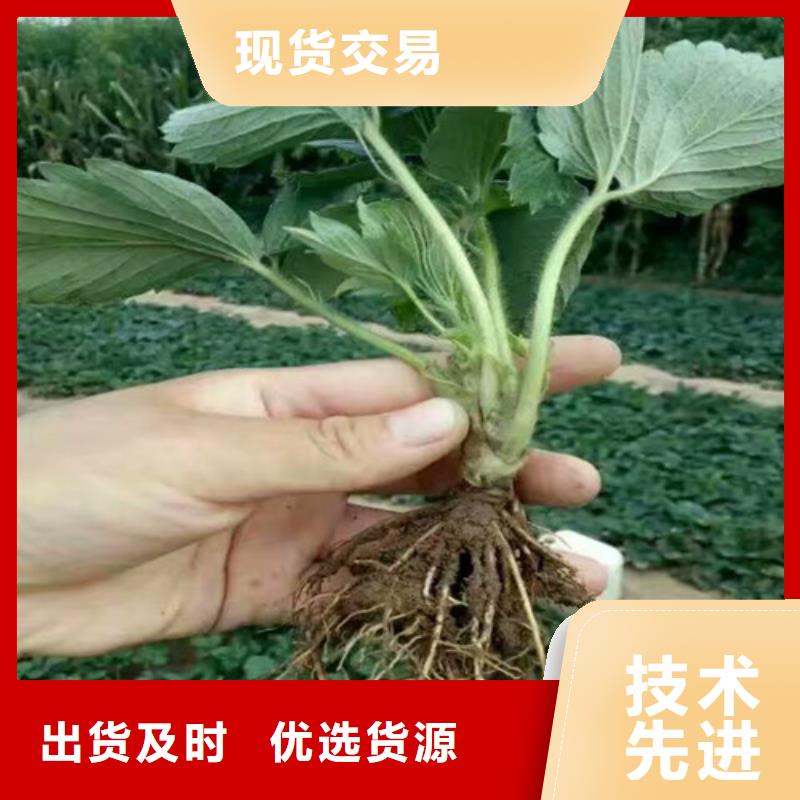 新荣丰香草莓苗批发价格