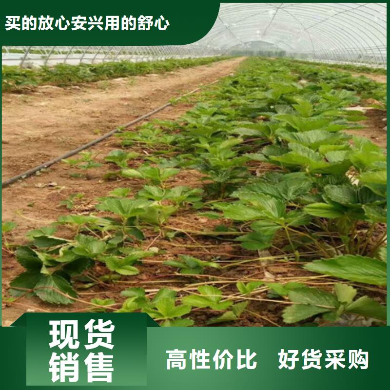 草莓苗-香椿树苗厂家直销值得选择