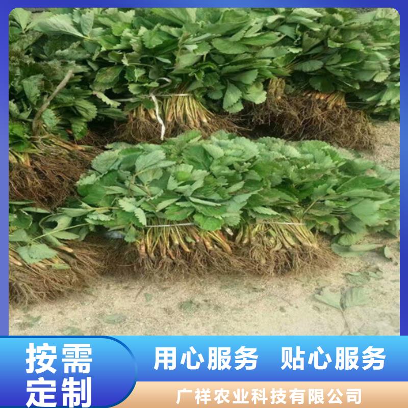 荣成二年生妙香草莓苗，妙香草莓苗哪里有种植的