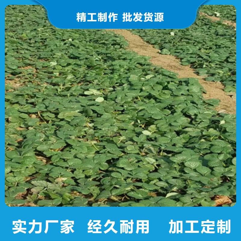 桃熏草莓苗批发品类齐全