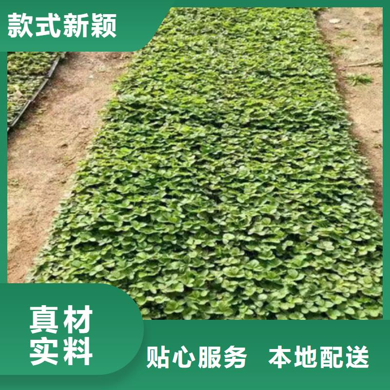 草莓苗无花果树苗实力商家