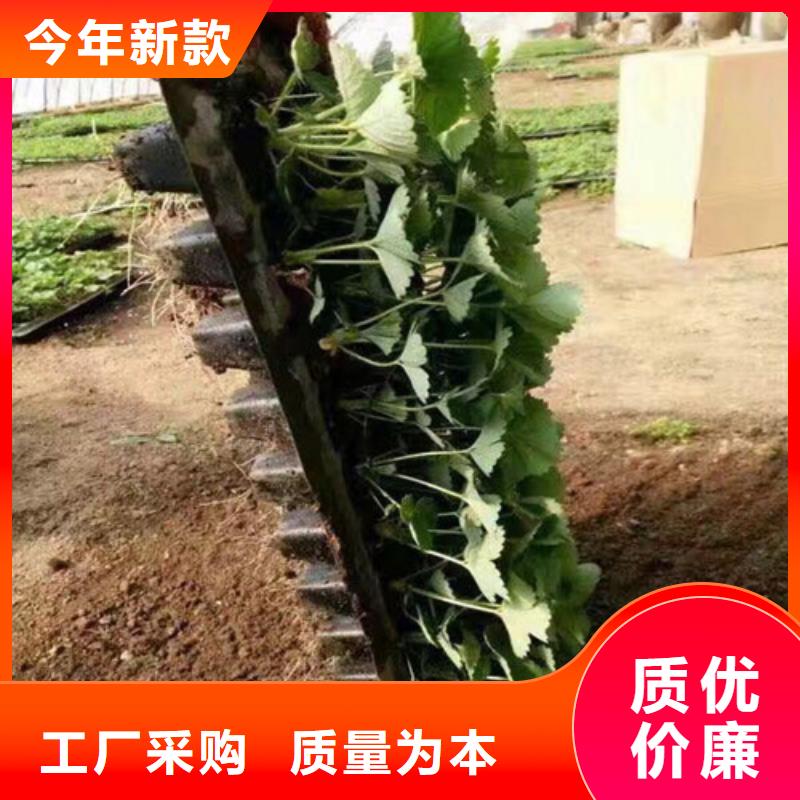 妙香草莓苗低价批发